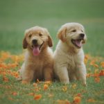 A Definitive Guide on Pet’s Dental Diseases