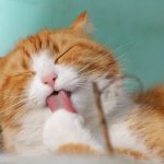 Pet Oral Health Care: Why Is It Needed?