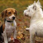 How to Address Rocky Mountain Spotted Fever in Dogs