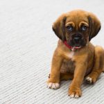 What Are the Effective Parasite Prevention Techniques for Pets?