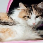 When Should I Consider Seeking a Veterinary Dermatologist for My Pet?