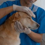How Can Regular Lab Tests Ensure My Pet’s Continued Good Health?
